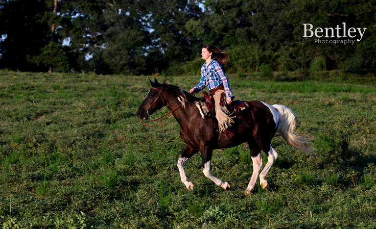 horse, senior, portrait, Athens, GA, Bentley, Winder